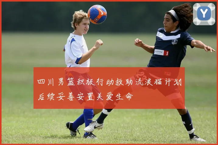 四川男篮积极行动救助流浪猫计划后续妥善安置关爱生命